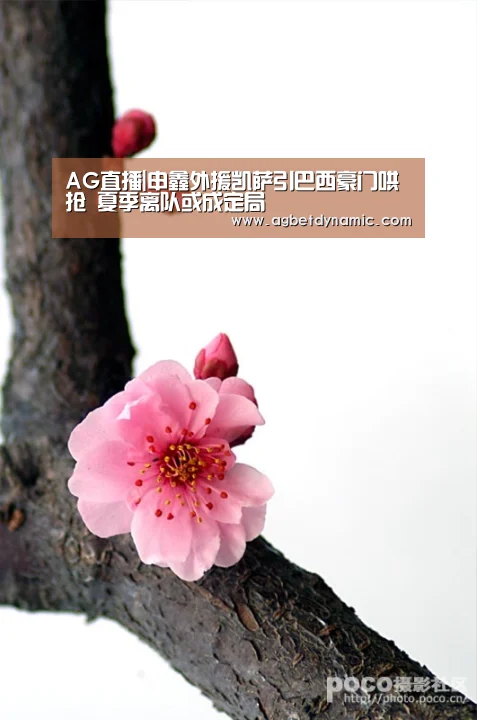 AG直播|申鑫外援凯萨引巴西豪门哄抢 夏季离队或成定局(图3) AG体育
